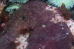 Distaplia occidentalis