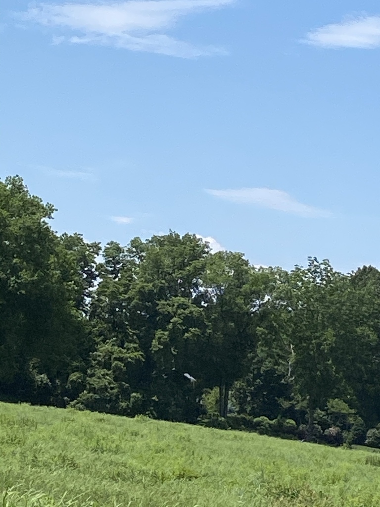 Small White from Caumsett State Historic Park Preserve, Lloyd Harbor
