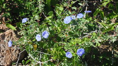 Jacquemontia abutiloides