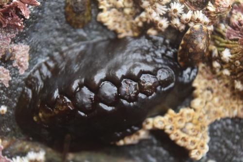 Black Leather Chiton