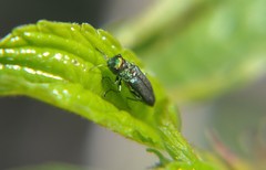 Agrilaxia