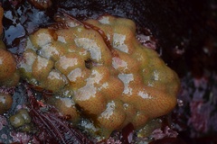 Eudistoma ritteri
