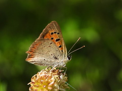 Lycaena phlaeas