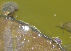 Sminthurinus atrapallidus