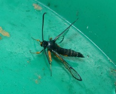 Synanthedon fulvipes