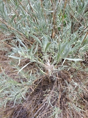 Artemisia cana