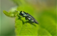 Agrilaxia