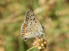 Lycaena tityrus