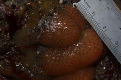 Eudistoma ritteri