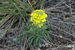 Erysimum myriophyllum