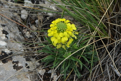 Erysimum myriophyllum