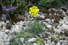 Erysimum myriophyllum