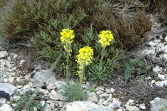 Erysimum myriophyllum