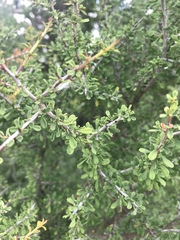 Condalia spathulata