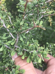 Condalia spathulata