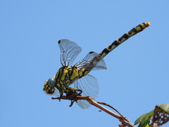 Onychogomphus uncatus