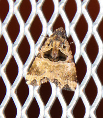 Cobubatha metaspilaris