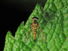 Chrysopilus splendidus