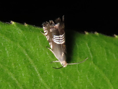 Grapholita compositella