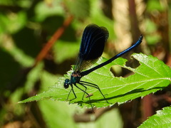 Calopteryx splendens