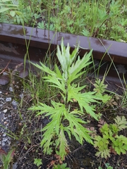 Artemisia integrifolia