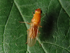 Psila fimetaria