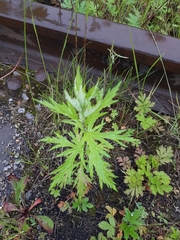 Artemisia integrifolia