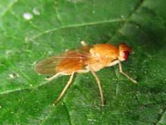 Psila fimetaria