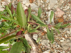 Pilosella lactucella