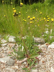 Pilosella lactucella