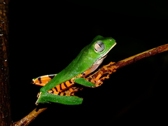 Callimedusa tomopterna