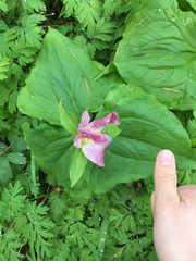 Trillium ovatum ovatum