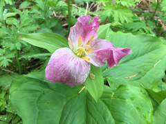 Trillium ovatum ovatum