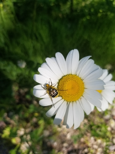 Bee-mimic Beetle