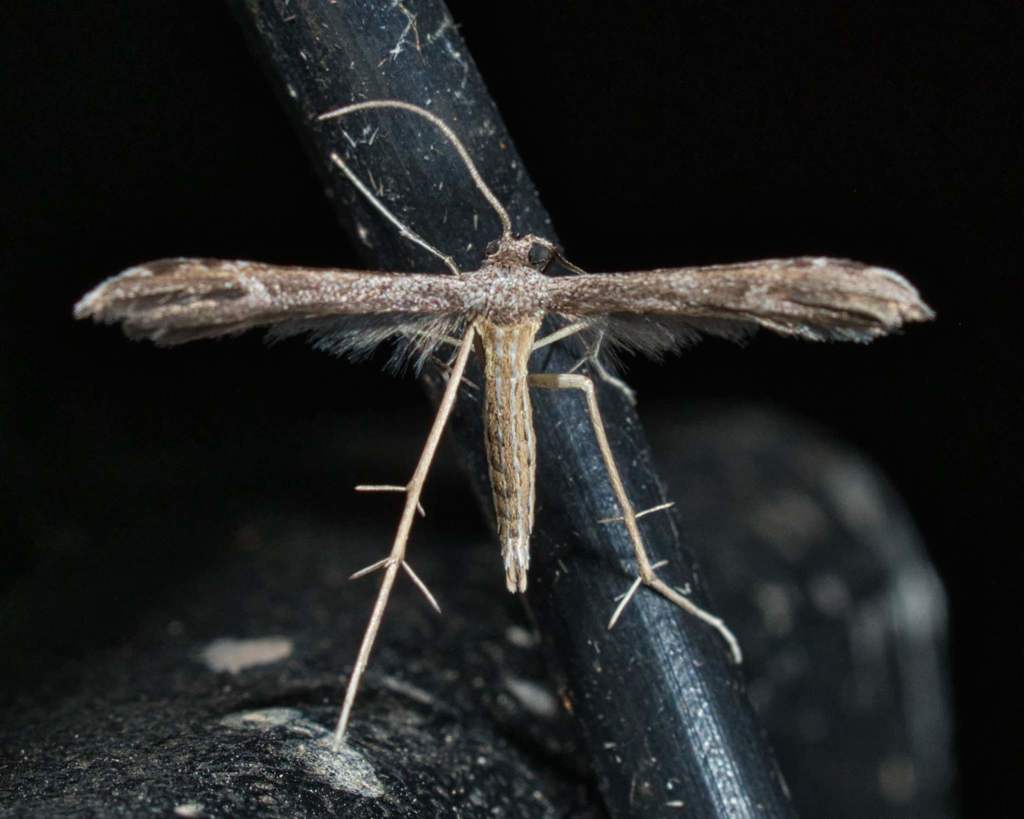 Kutis' Plume Moth