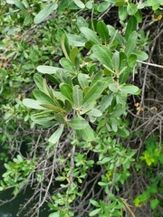 Shepherdia argentea