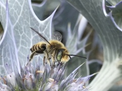 Megachile leachella
