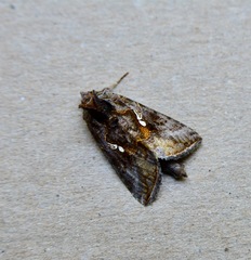 Autographa precationis