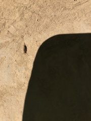 Meinertellidae