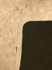 Meinertellidae