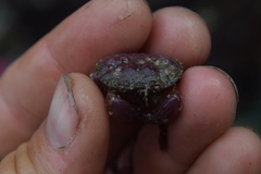 Glebocarcinus oregonensis