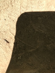 Meinertellidae