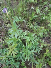 Pulsatilla dahurica
