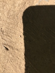 Meinertellidae