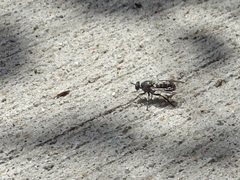 Atomosia melanopogon