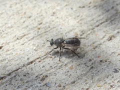 Atomosia melanopogon