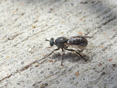 Atomosia melanopogon