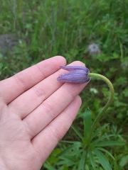 Pulsatilla dahurica