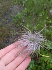 Pulsatilla dahurica