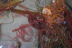 Cumathamnion decipiens